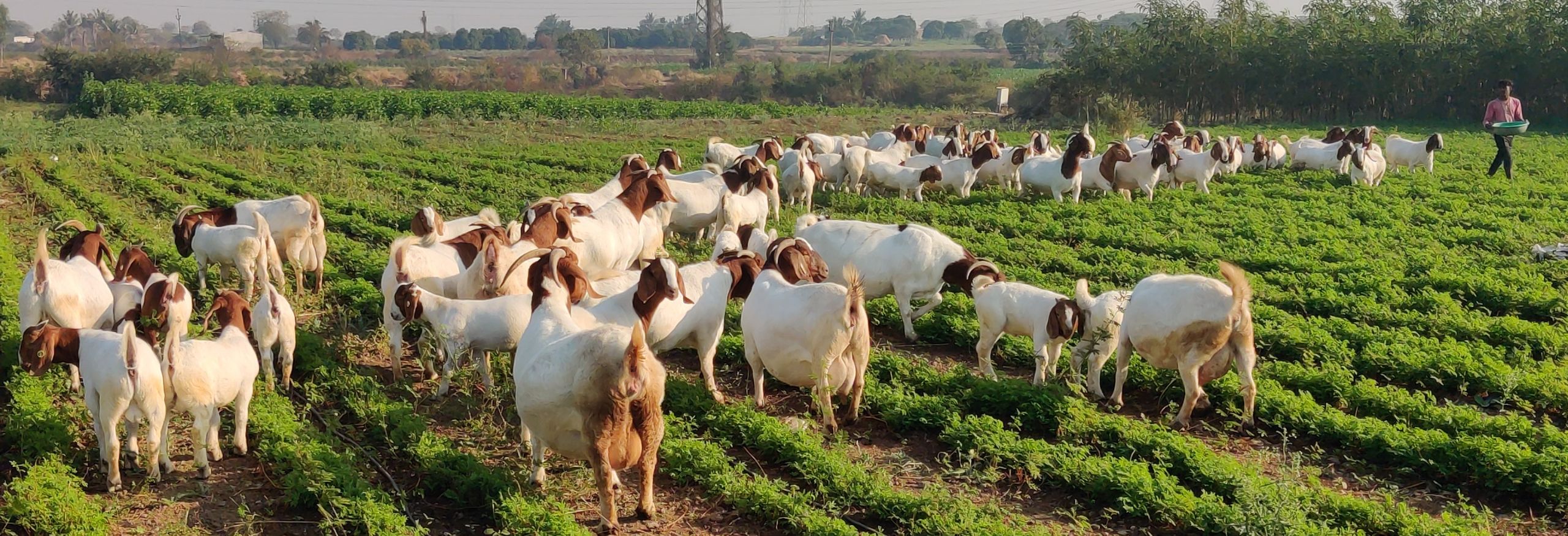 MD Goat Farm India s Biggest Boer Full Blood Goat Farm